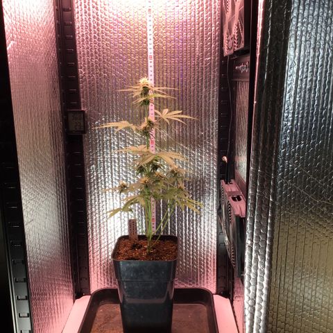 MHMW #3 growlog timeline photo