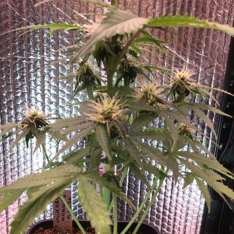 MHMW #3 growlog timeline photo