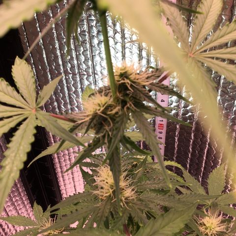 MHMW #3 growlog timeline photo