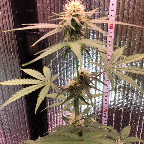 MHMW #3 growlog timeline photo
