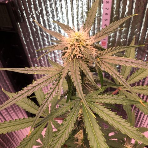 MHMW #3 growlog timeline photo