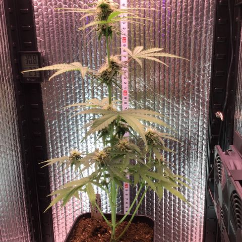 MHMW #3 growlog timeline photo