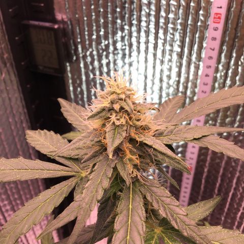MHOR #5 growlog timeline photo