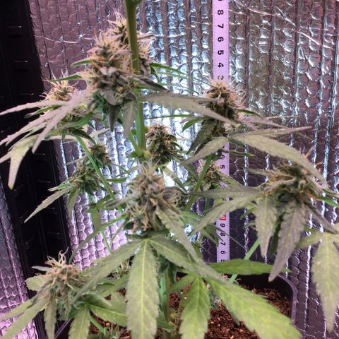 MHOR #5 growlog timeline photo