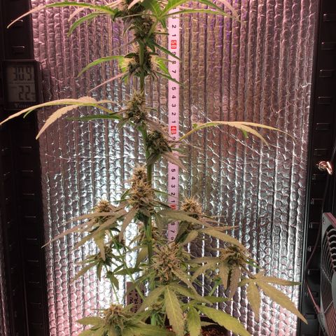 MHOR #5 growlog timeline photo