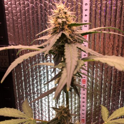 MHOR #5 growlog timeline photo