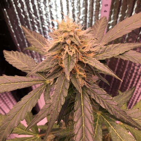 MHOR #5 growlog timeline photo