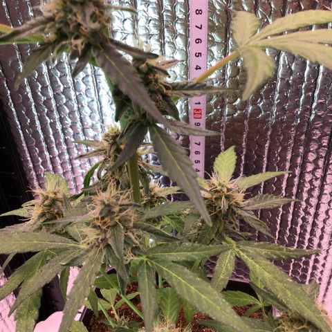 MHOR #5 growlog timeline photo