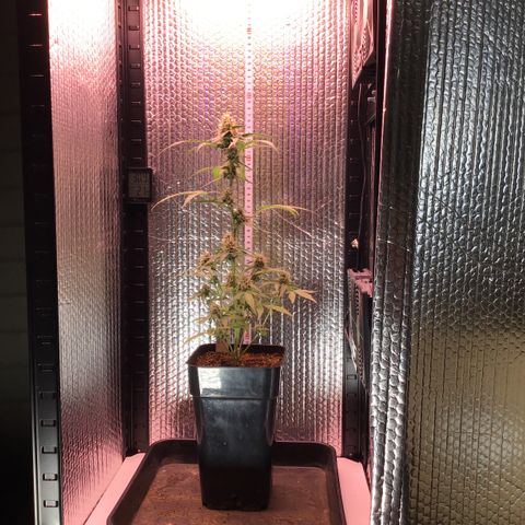 MHOR #5 growlog timeline photo