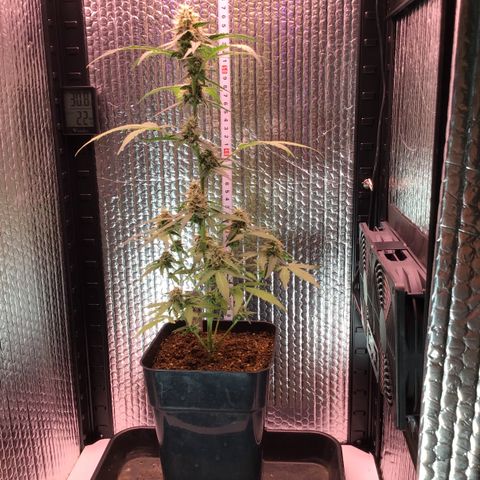 MHOR #5 growlog timeline photo