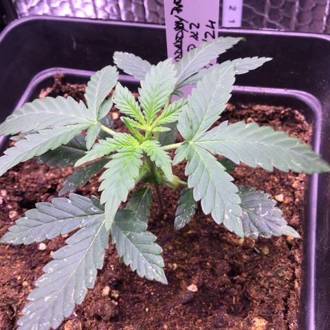 MAGDP #2 growlog timeline photo