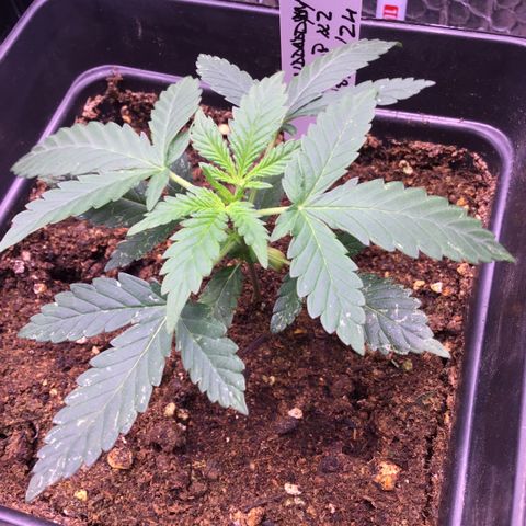 MAGDP #2 growlog timeline photo