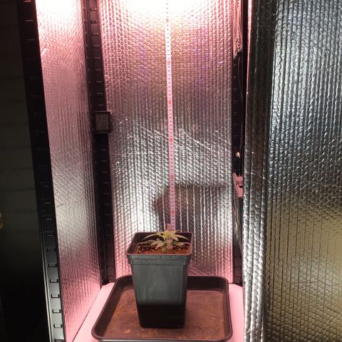 MAGDP #2 growlog timeline photo