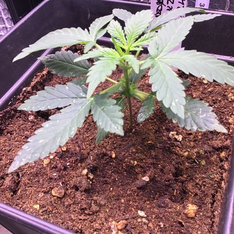 MAGDP #2 growlog timeline photo