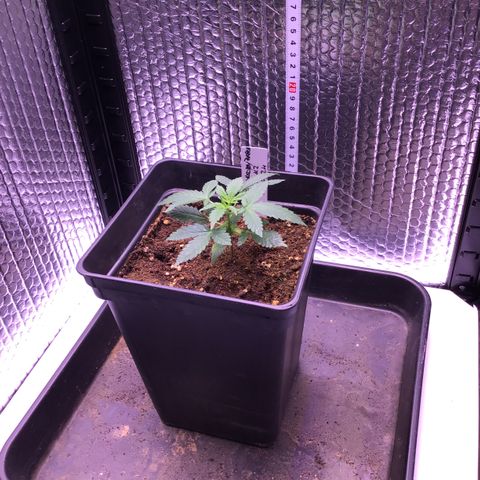 MAGDP #2 growlog timeline photo
