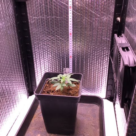 MAGDP #2 growlog timeline photo