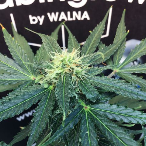 MHMW #2 growlog timeline photo