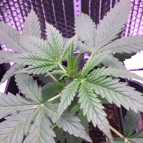 MAGDP #2 growlog timeline photo