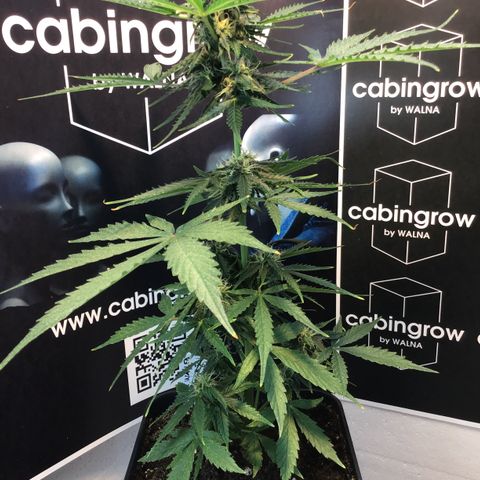 MHMW #2 growlog timeline photo