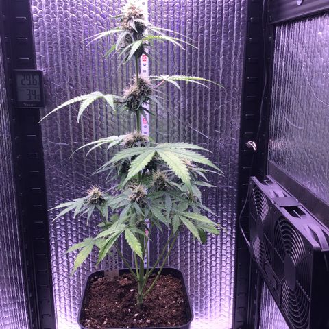 MHMW #3 growlog timeline photo