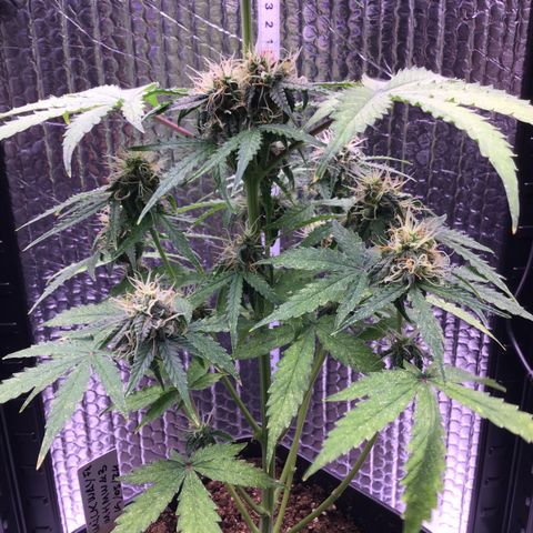 MHMW #3 growlog timeline photo