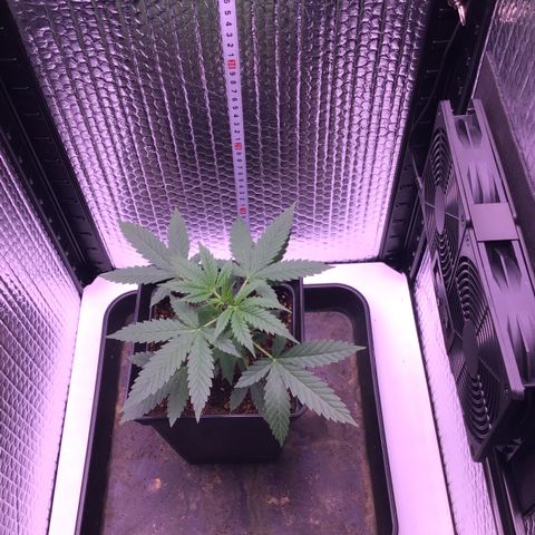 MAGDP #2 growlog timeline photo