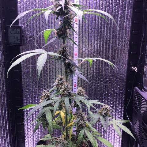 MHOR #5 growlog timeline photo