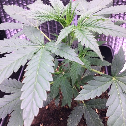 MAGDP #2 growlog timeline photo