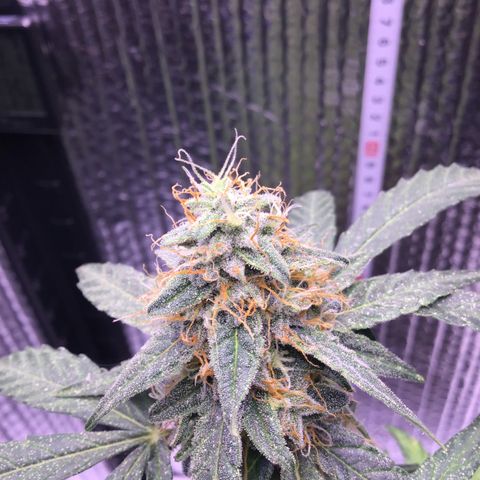 MHOR #5 growlog timeline photo