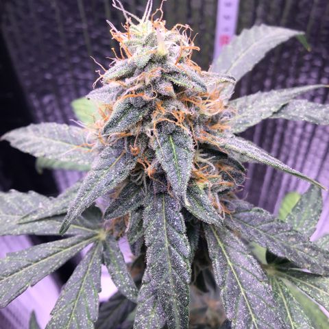 MHOR #5 growlog timeline photo