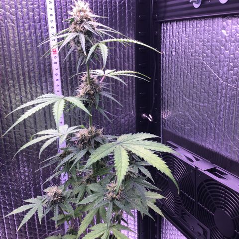 MHMW #3 growlog timeline photo