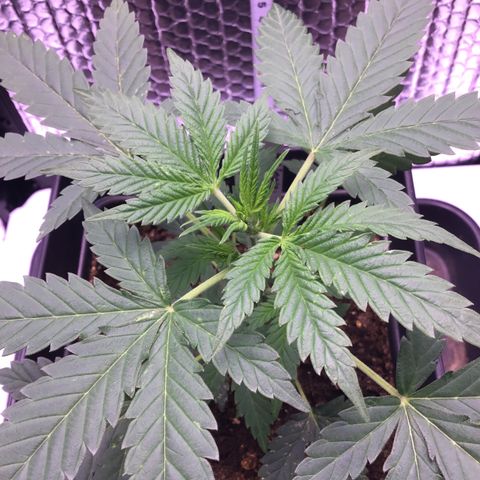MAGDP #2 growlog timeline photo
