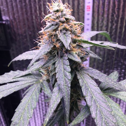 MHOR #5 growlog timeline photo
