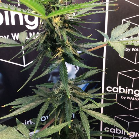 MHMW #2 growlog timeline photo