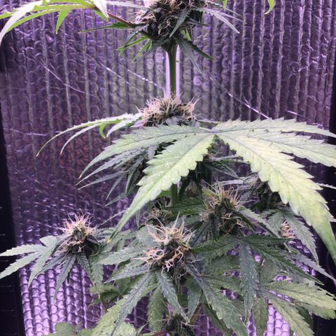 MHMW #3 growlog timeline photo