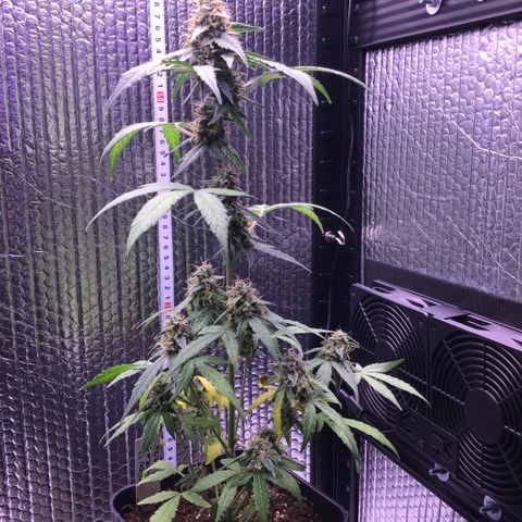 MHOR #5 growlog timeline photo