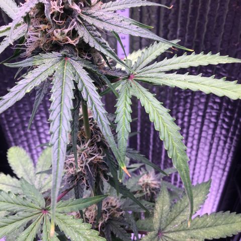 MHMW #3 growlog timeline photo