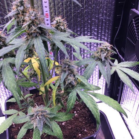 MHOR #5 growlog timeline photo
