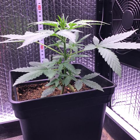 MAGDP #2 growlog timeline photo