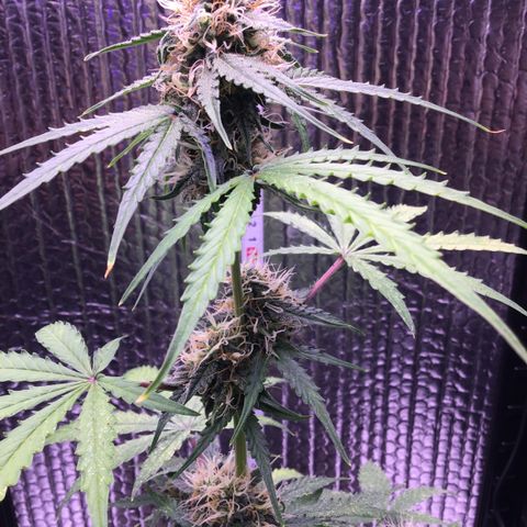 MHMW #3 growlog timeline photo