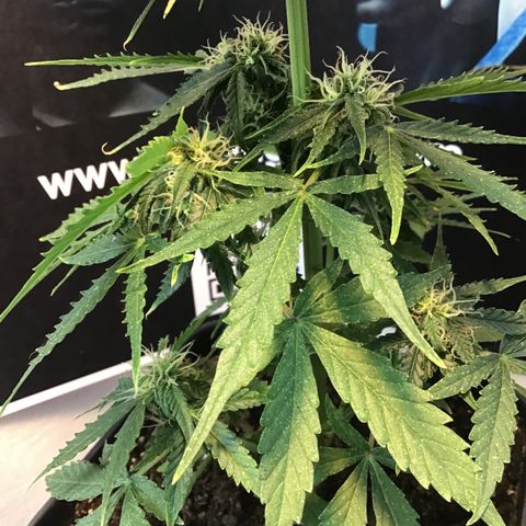 MHMW #2 growlog timeline photo