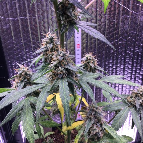 MHOR #5 growlog timeline photo