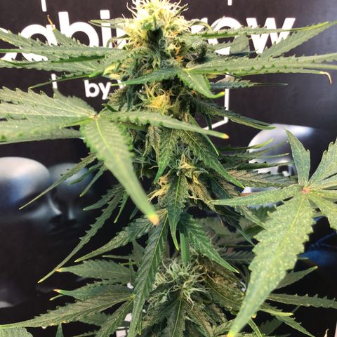 MHMW #2 growlog timeline photo