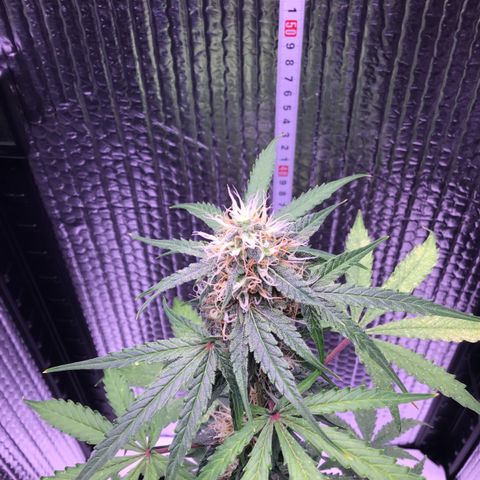 MHMW #3 growlog timeline photo