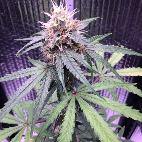 MHMW #3 growlog timeline photo