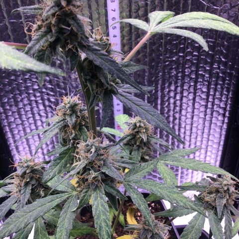 MHOR #5 growlog timeline photo