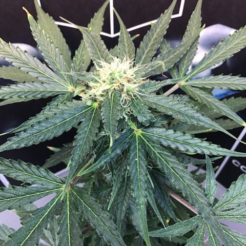 MHMW #2 growlog timeline photo