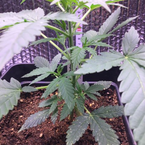 MAGDP #2 growlog timeline photo