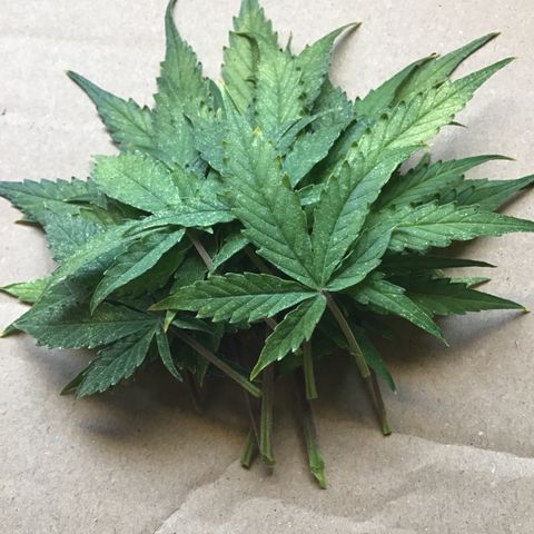 MHMW #3 growlog timeline photo