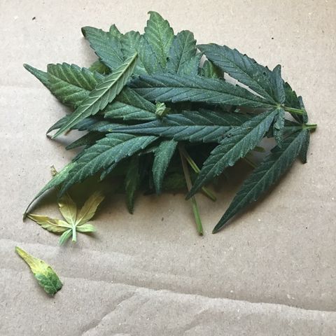 MHOR #5 growlog timeline photo